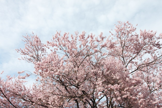 Sakura Blume oder Kirschblüte.