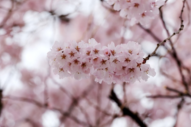 Sakura Blume oder Kirschblüten.