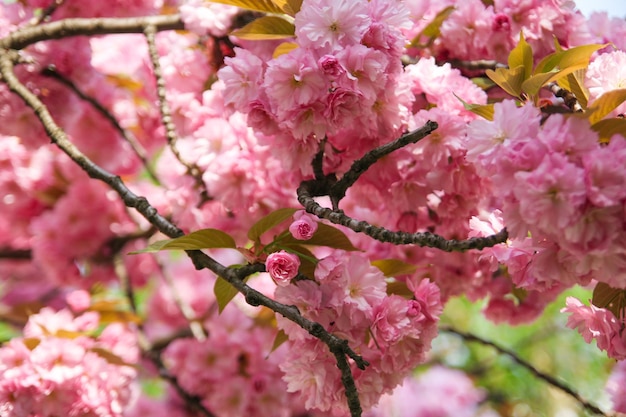 Sakura-Blume