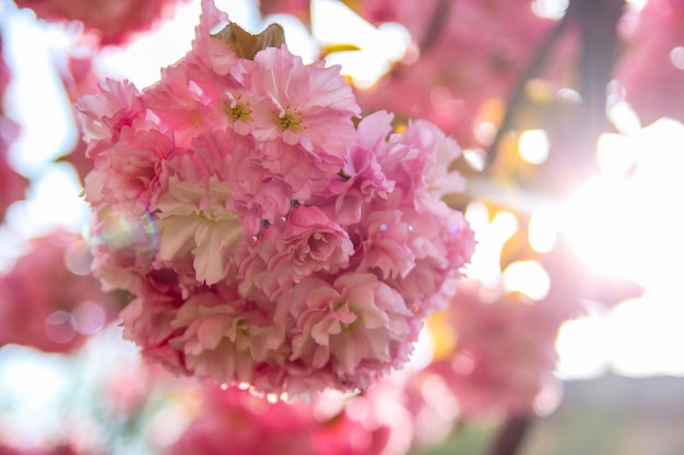 Sakura-Blume