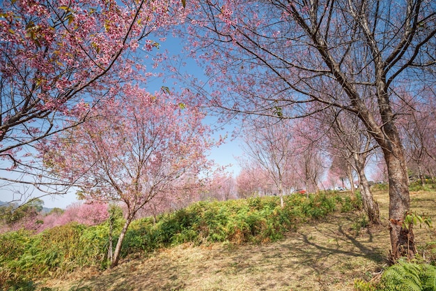 Sakura Blumen blühen in der Provinz PhuLomLo Loei Thailand