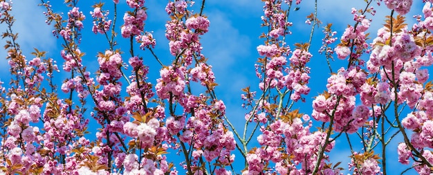 Sakura-Blumen blühen Schöne rosa Kirschblüte