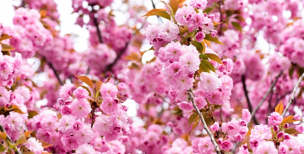 Sakura-Blumen. Sakura-Blumen im Hintergrund hautnah. Blumenhintergrund. Botanisches Gartenkonzept. Zarte Blüte. Aroma und Duft. Frühling. Zärtlichkeit. Zweig von Sakura. Parfümerie-Konzept.