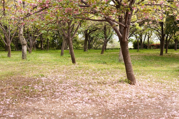 Foto sakura caído no chão no jardim em osaka no japão