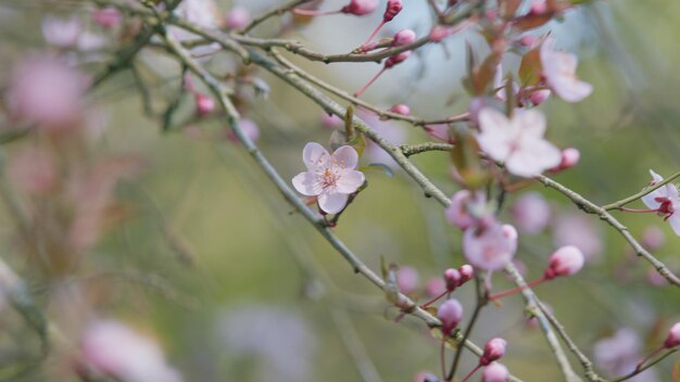 Sakura cereja floresce na primavera sakura flores em fundo desfocado no parque