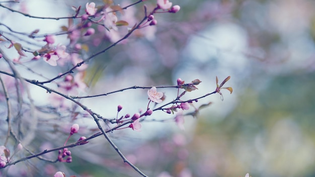 Sakura cereja floresce na primavera sakura flores em fundo desfocado no parque