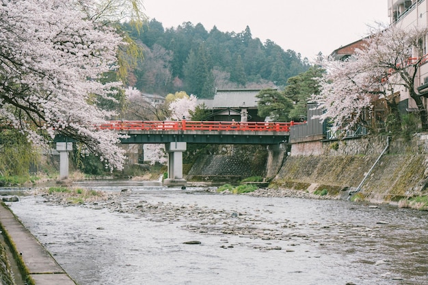 Foto sakura cerezos en flor a lo largo de ambos lados del río miyagawa en la temporada de primavera