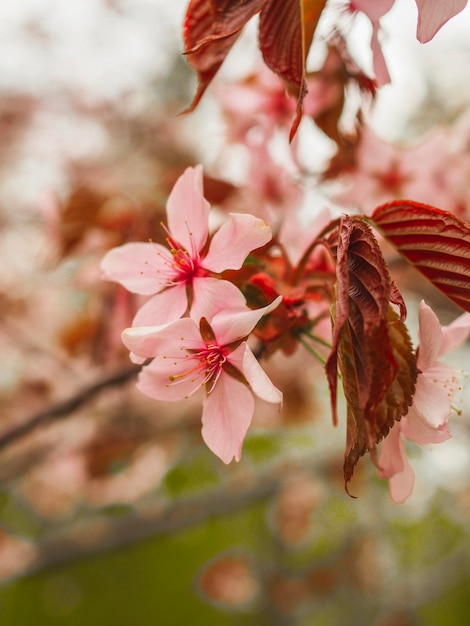 Sakura Cherry Blossom Blumen am Baum