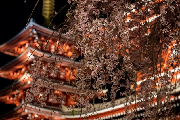 Sakura Cherry Blossoms en el templo Sensoji en la noche en Asakusa