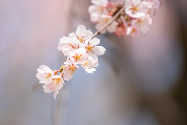 Sakura Cherry florece