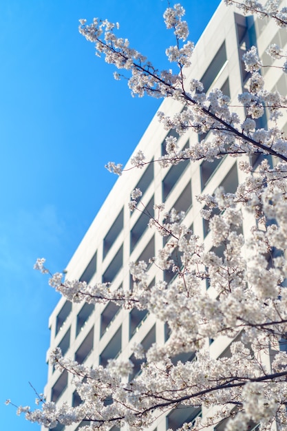 Sakura e edifícios altos