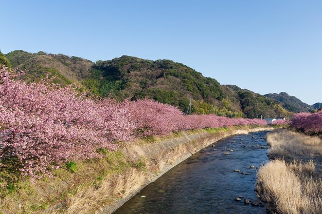 Sakura e rio no Japão