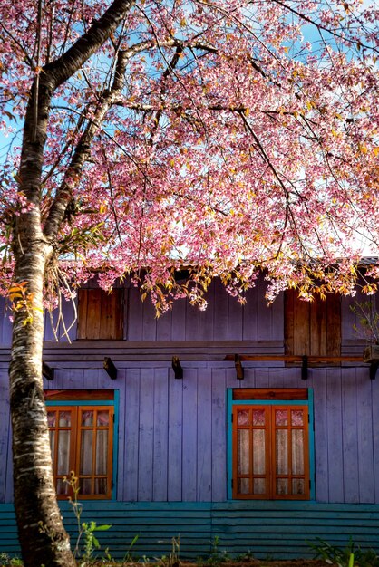 Foto sakura em flor com flores aromáticas em galhos curvos contra o exterior de um edifício residencial