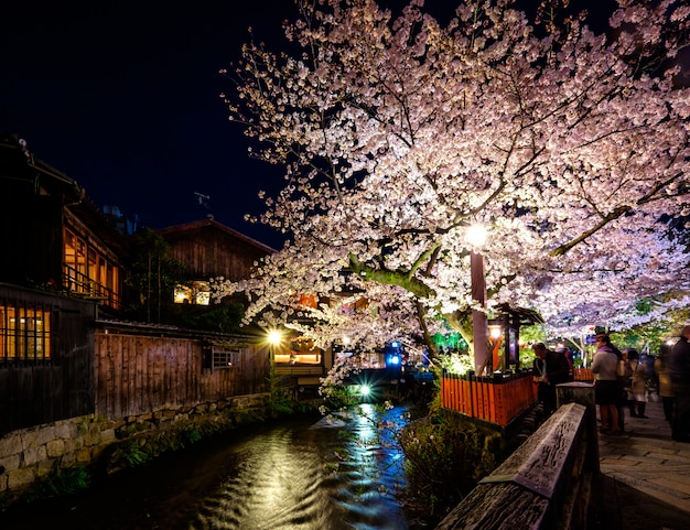 Sakura em Kyoto