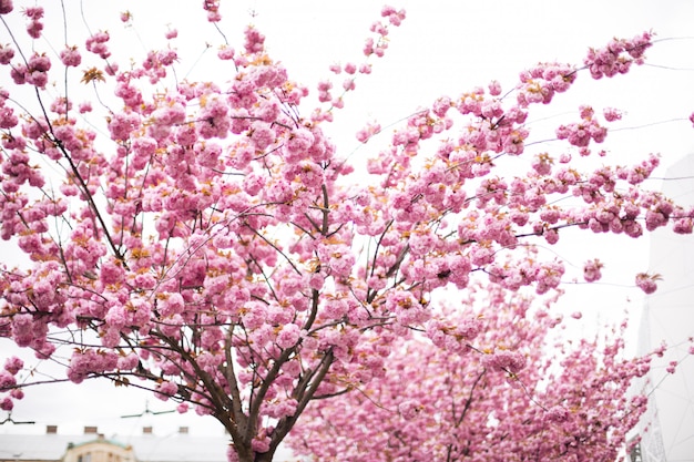 Sakura em lviv, floração rosa na primavera