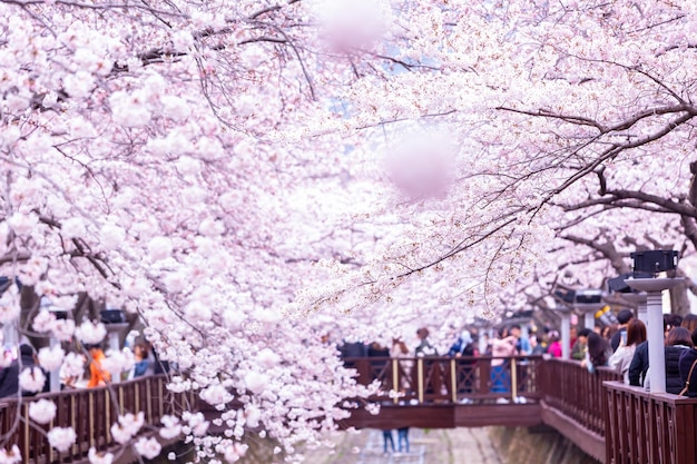 Sakura-Festival Kirschblüte am Yeojwacheon Stream Jinhae Gunhangje Festival Pink Cherry Blossom Festival in Südkorea Jinhae Südkorea