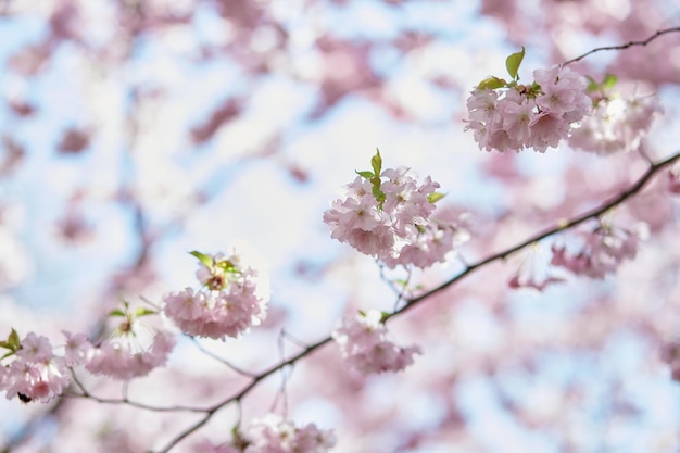 Sakura flor árvore Ramo delicado em dia ensolarado Fundo de papel de parede pastel de primaveraTernura