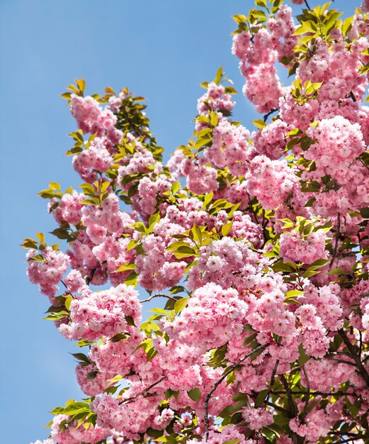 Sakura Flor de cerezo branc