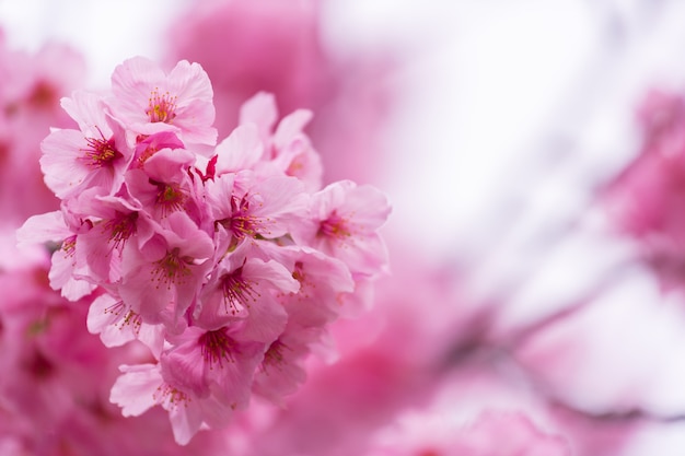 Sakura, flor de cerezo en flor en primavera