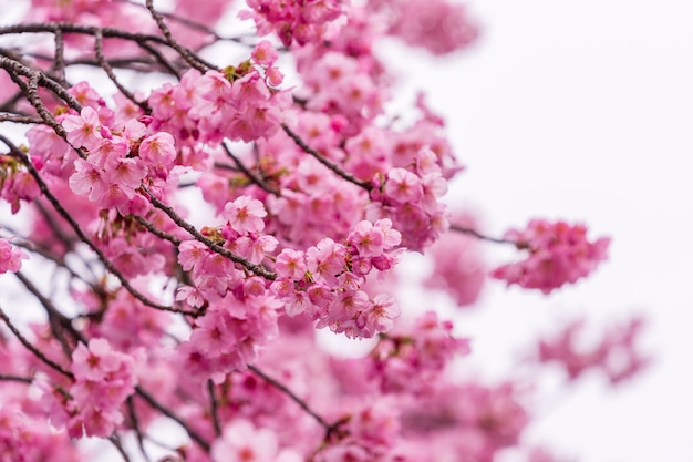 Sakura, flor de cerezo en flor en primavera