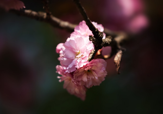 Sakura flor de cerezo flor