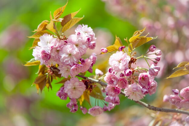 Sakura flor de cerezo flor