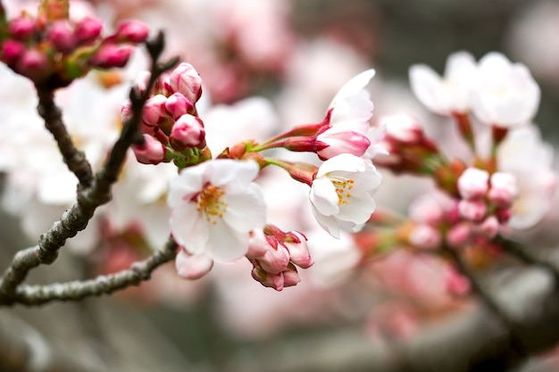 Sakura Flor de cerezo en primavera. Hermosas flores de color rosa