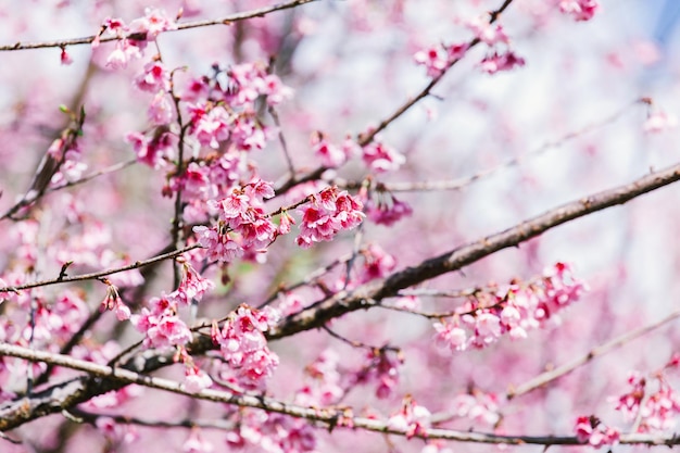 Sakura en flor de cerezo en primavera sobre el cielo azul