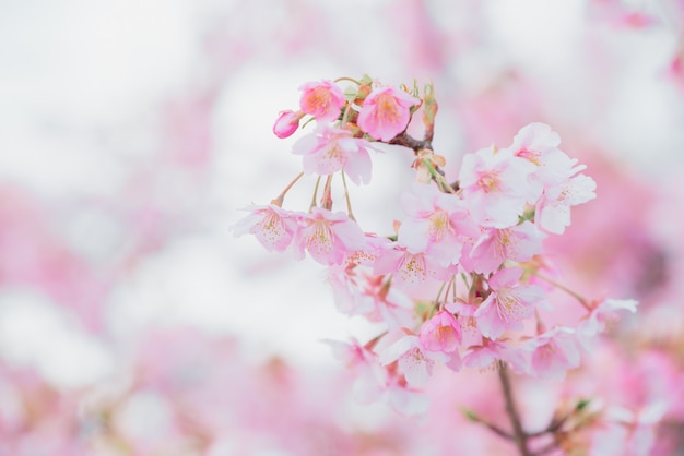 Sakura, flor de cerezo rosa en Japón en la temporada de primavera.