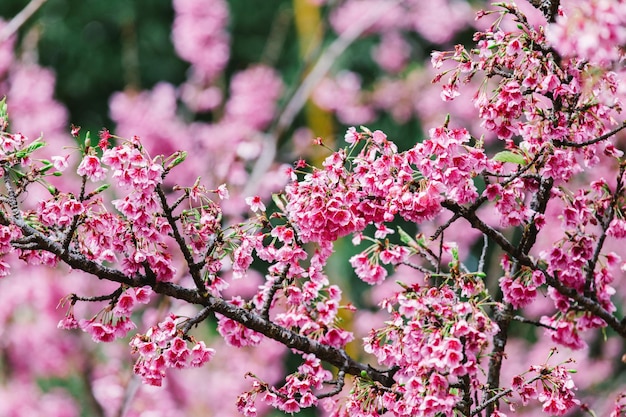 Sakura flor de cerejeira na primavera sobre o céu azul