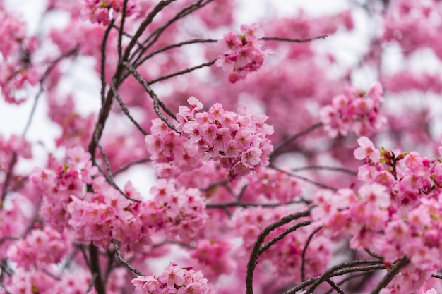 Sakura, flor de cerejeira na temporada de primavera