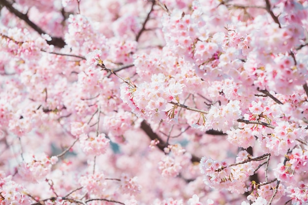 Sakura, flor de cerejeira rosa no Japão na temporada de primavera.