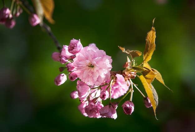 Sakura flor de cerejeira