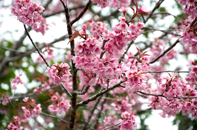 Sakura flor ou flor de cerejeira com fundo bonito da natureza