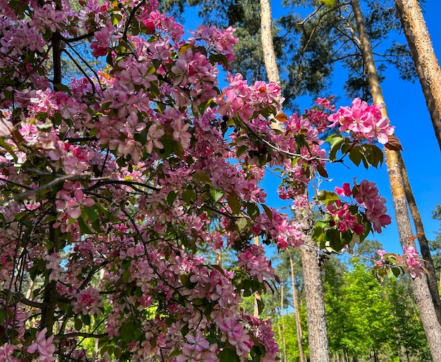 Sakura en flor rosa contra el cielo azul en un parque Closeup