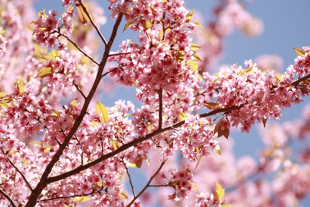 Sakura flor rosa en Tailandia