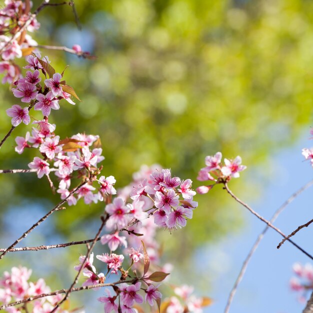 Sakura florece flor en flor en la provincia de PhuLomLo Loei Tailandia