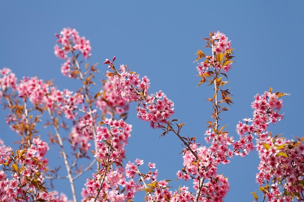 Sakura florece flor en flor en la provincia de PhuLomLo Loei Tailandia