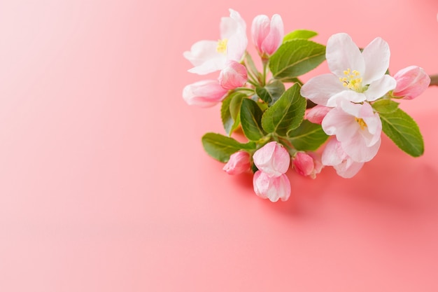 Sakura florece, flores de primavera en rosa