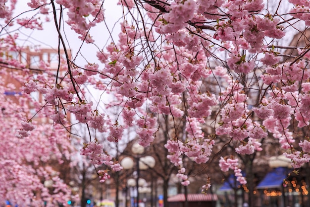 Sakura florece en la primavera en el parque y en la ciudad de fondo