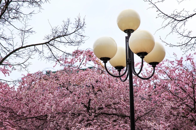 Sakura florece en la primavera en el parque y en el primer plano de la linterna