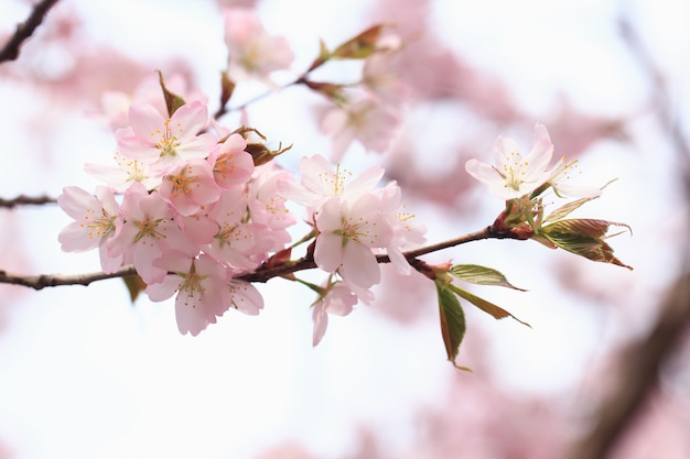 Sakura florece en las ramas de los árboles en el parque. Fondo suave de primavera