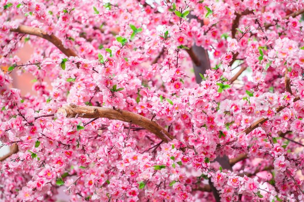 Sakura flores en el árbol