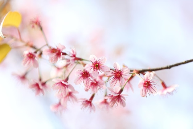 Sakura flores de cerejeira