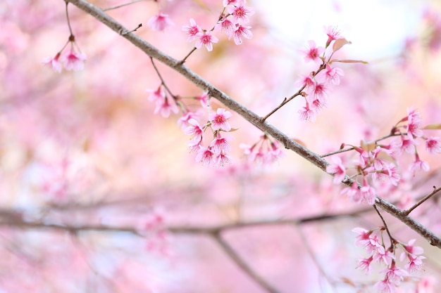 Sakura flores de cerejeira