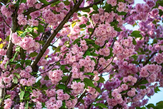 Sakura flores desabrochando