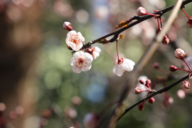 Sakura flores fecham o fundo