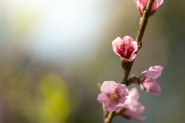 Sakura flores en flor en Chiang Mai, Tailandia