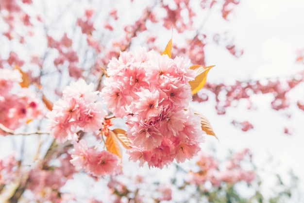 Sakura flores flor de cerejeira