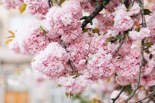 Sakura flores floreciendo. Hermosa flor de cerezo rosa